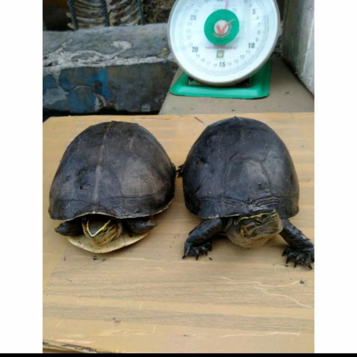 kura kura ambon batok sepasang indukan [ FREE PELET]