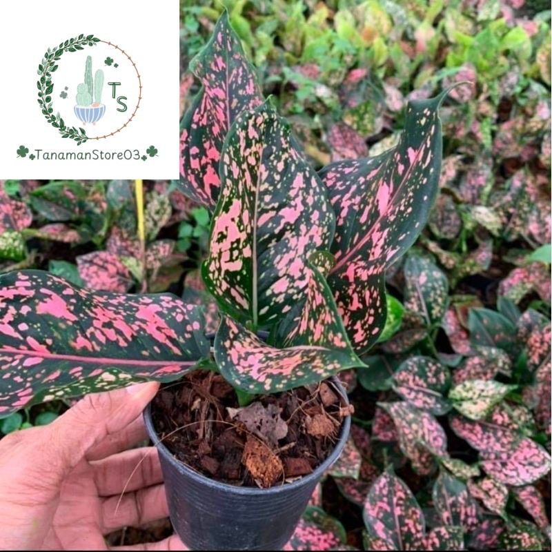 (BISA COD) promo aglonema pink dalmation remaja 3daun ke atas
