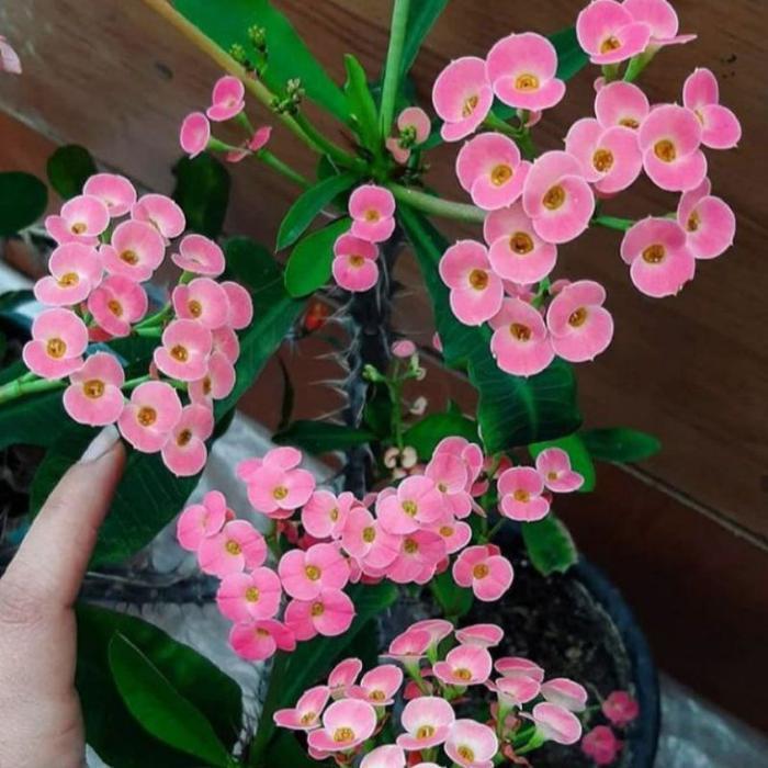 TANAMAN HIAS EUPHORBIA PINK MINI//EUPHORBIA MINI - BUNGA HIAS EPORBIA - BUNGA HIAS HIDUP