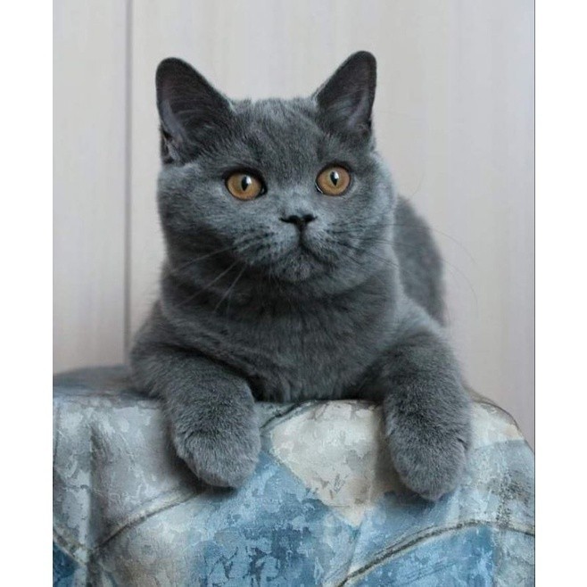 KUCING KITTEN BSH BLUE || KUCING BRITISH SHORT HAIR BLUE