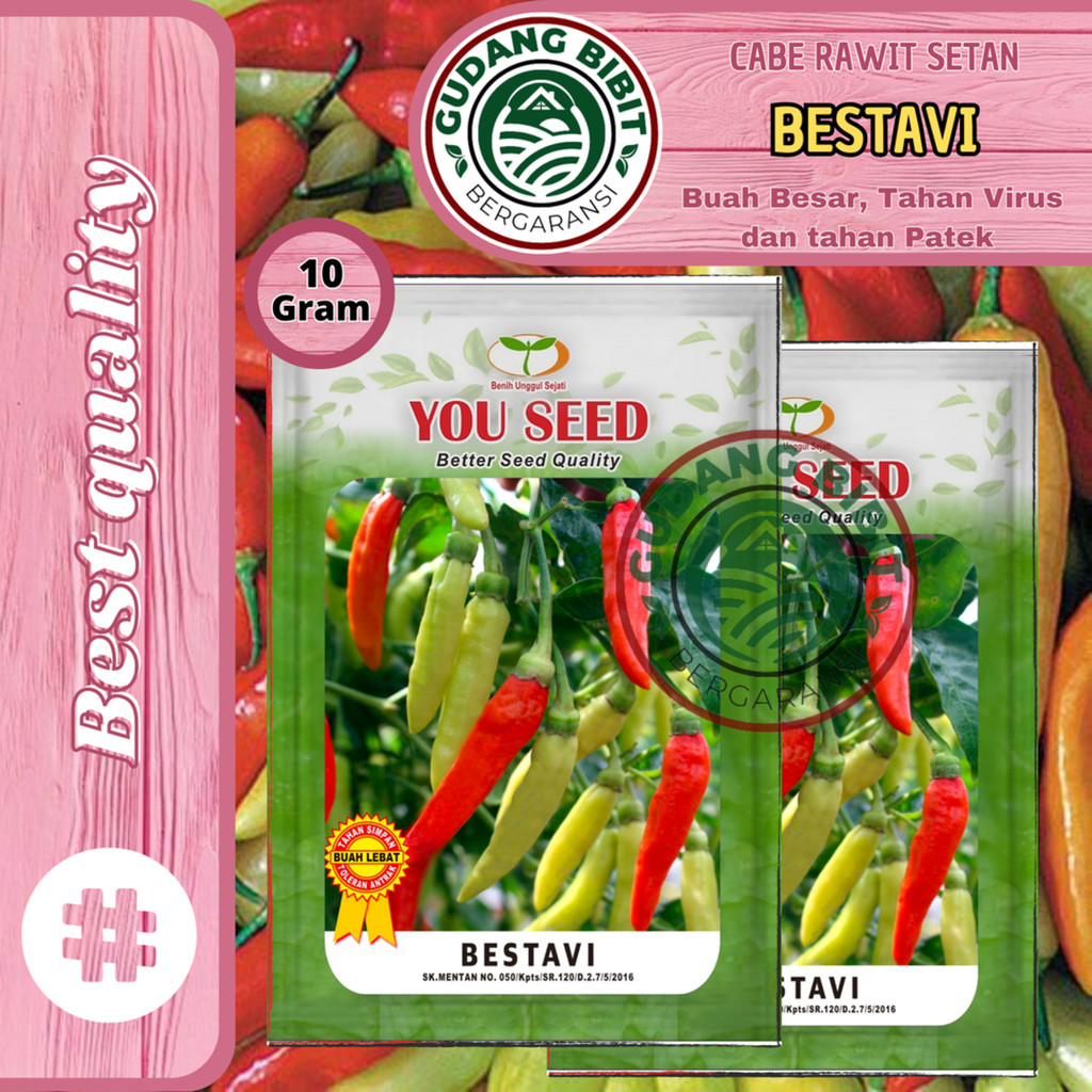 Benih Bibit Biji Cabe Rawit Setan Tipe Halbaru BESTAVI 10g Cap You Seed Tahan Virus