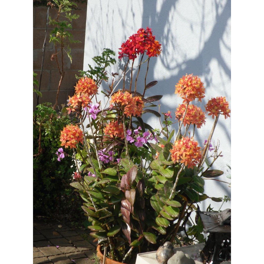 TANAMAN HIAS BUNGA ANGGREK EPIDENDRUM ANGGREK WANGI