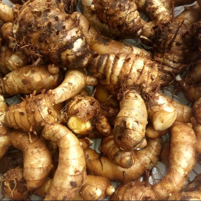 temu putih obat alami kanker