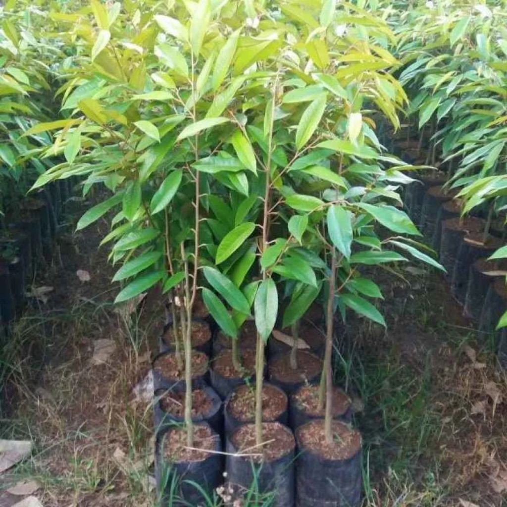 Bibit Durian Musang King Hasil Okulasi/Stek Supper Unggul Siap Tanam