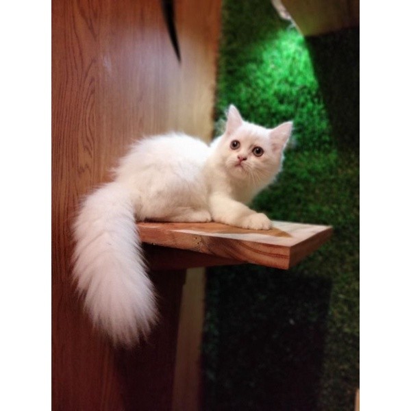 kucing Persia betina flatnose 2,5bulan