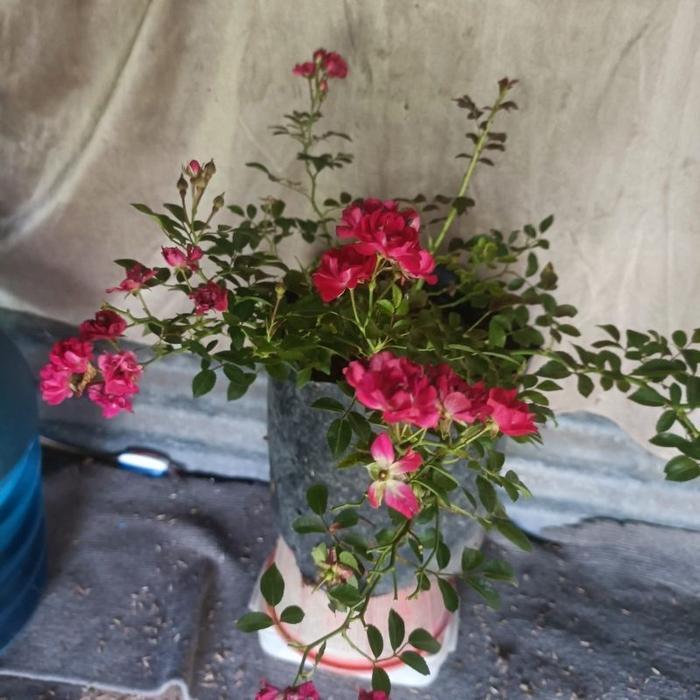 Bunga mawar knock out merah gerombol