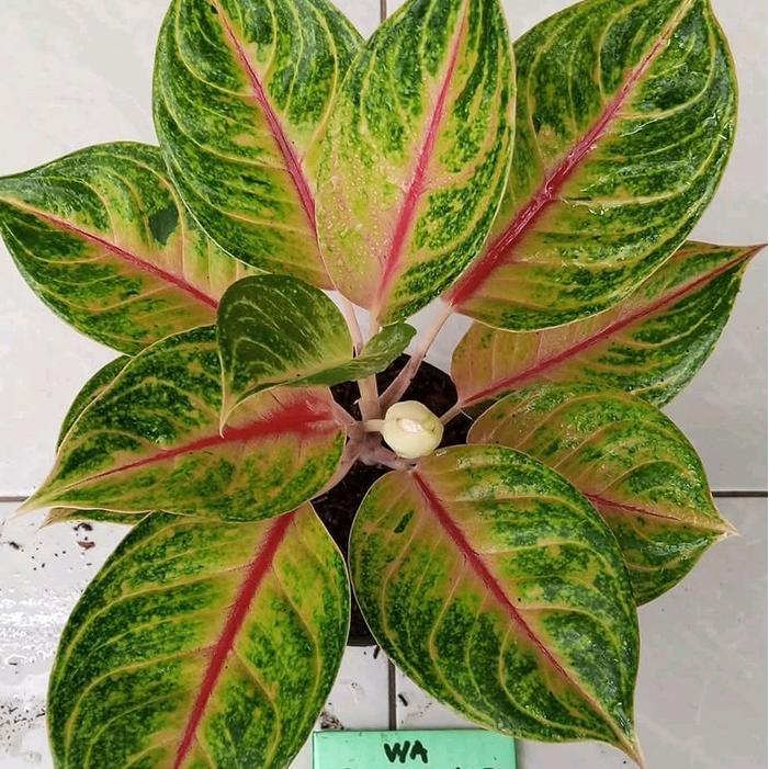 Tanaman hias aglonema jamela jackpot bibit/anakan aglonema