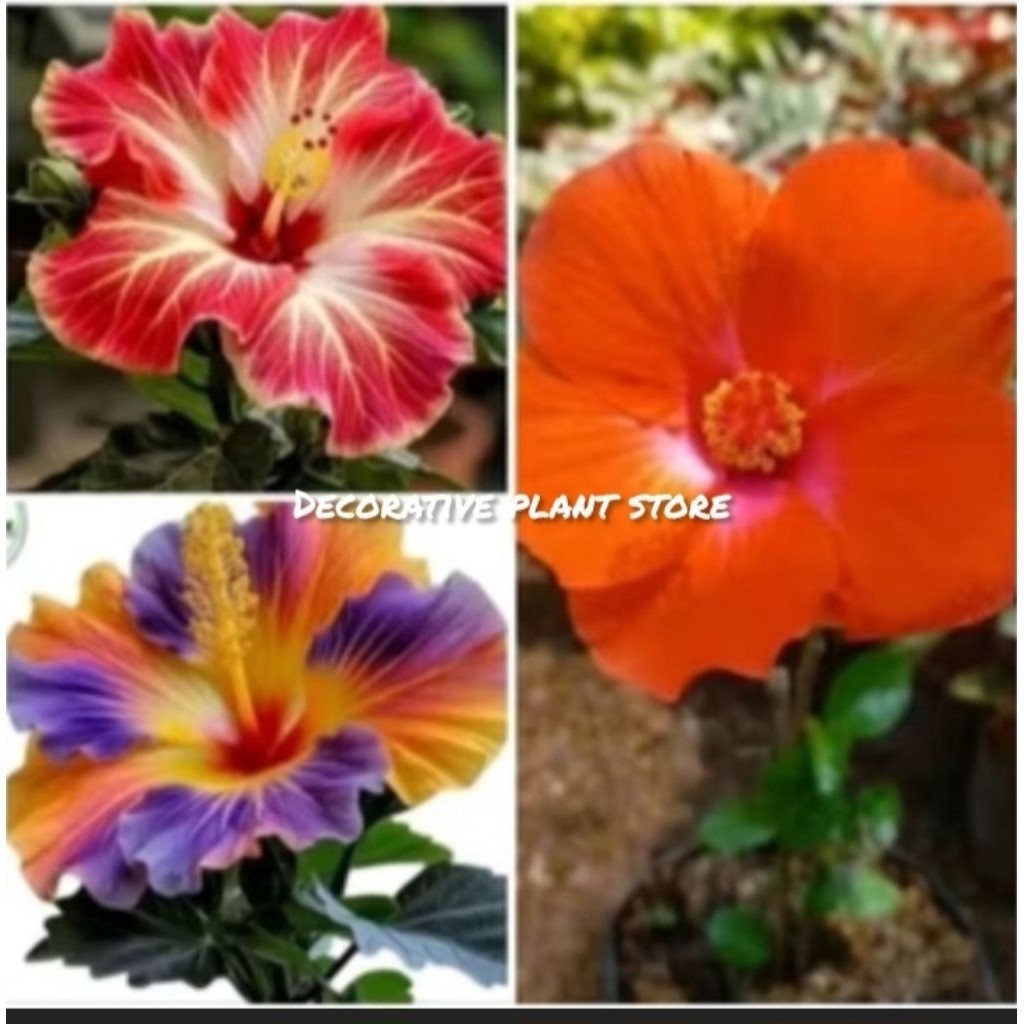 Tanaman Hias Kembang Sepatu Hibiscus Orange Purple - Bibit Pohon Bunga Sepatu Import