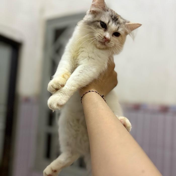 Kinkalow non standart calico betina usia 3bulan