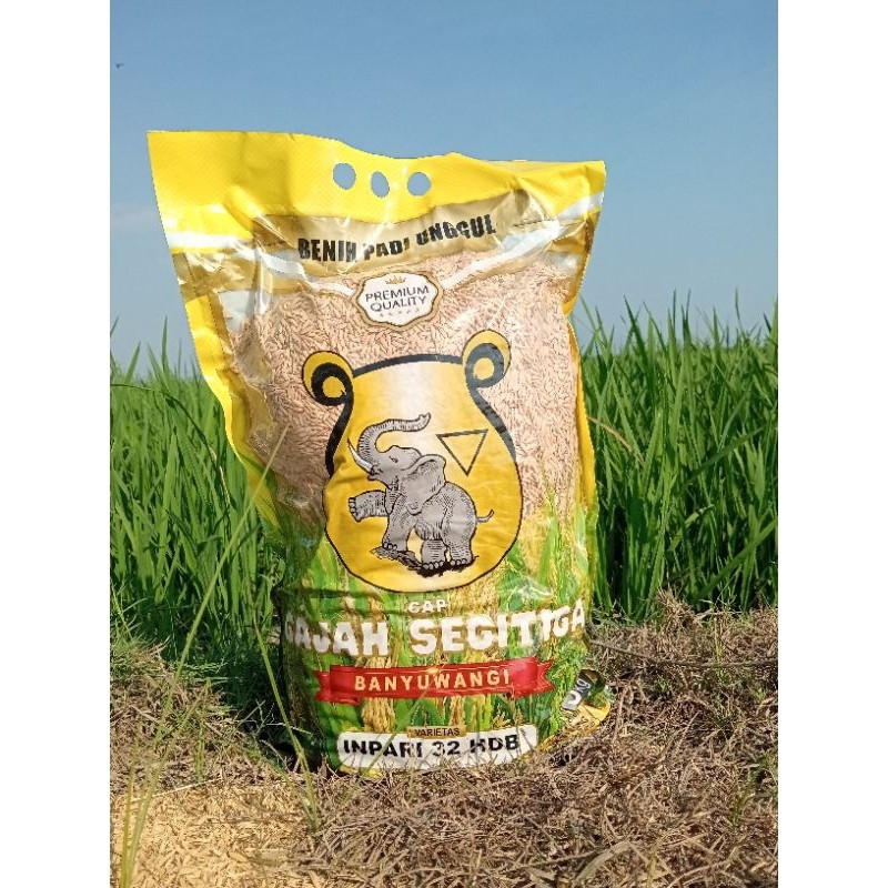 Benih Padi Inpari 32 Gajah Segitiga Banyuwangi - 5Kg