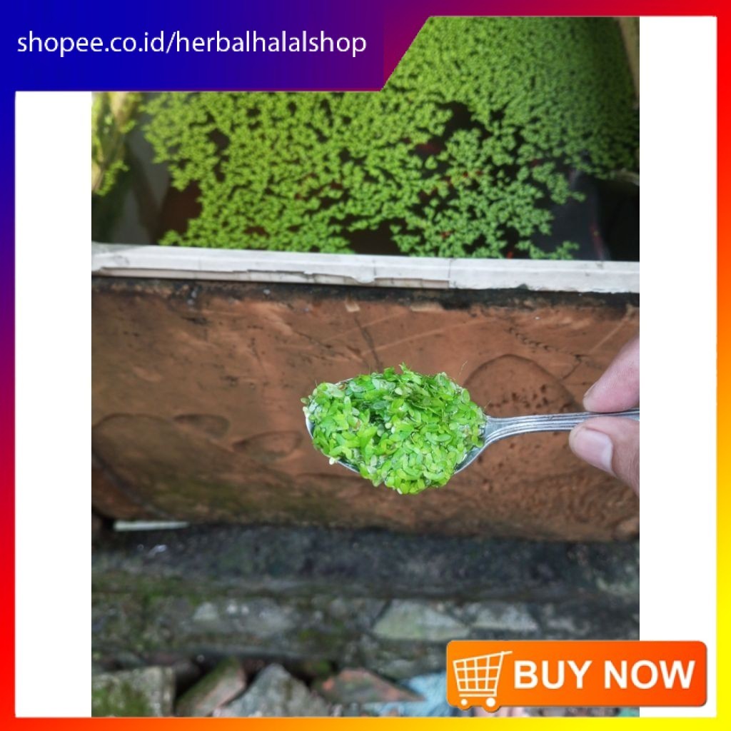 Lemna / Tanaman Air Mata Lele / Duckweed | Pakan Alternatif hs-ppp