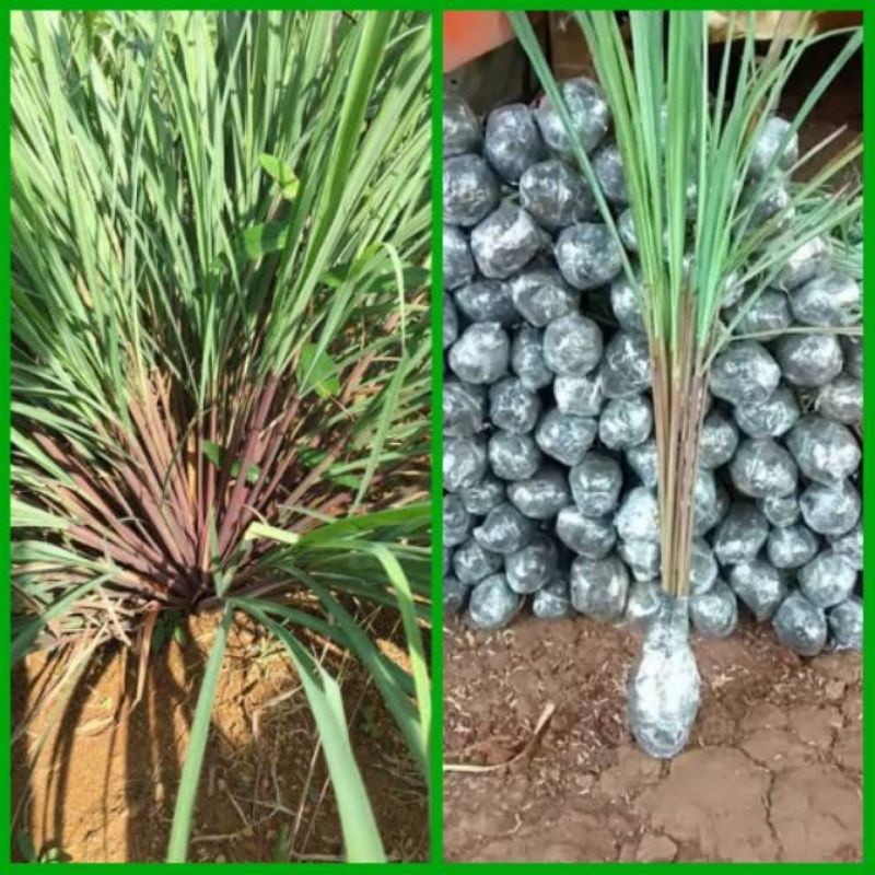 Bibit Sereh Wangi - Sereh Merah - Herbal Sereh wangi