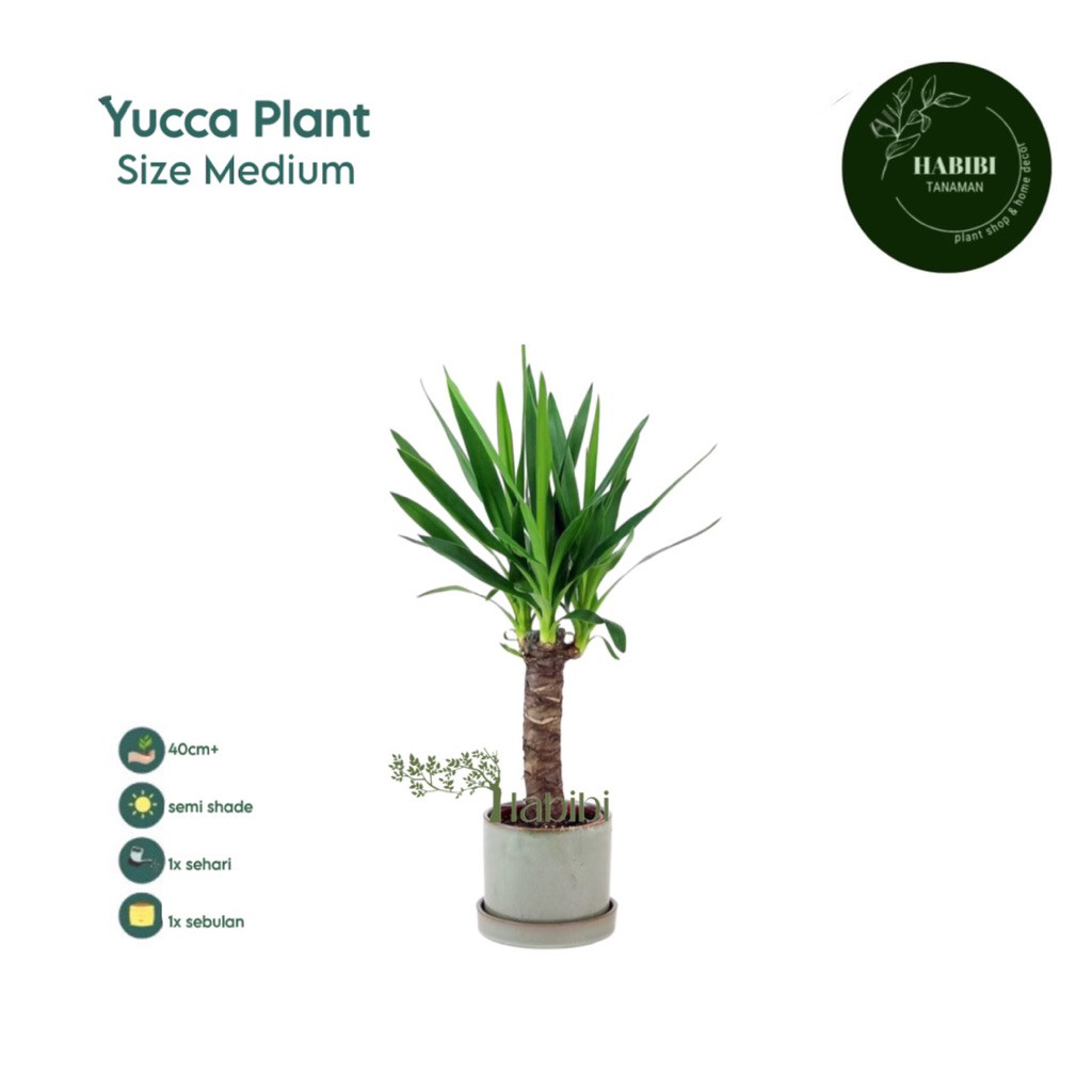 Tanaman hias indor yucca plant / tanaman hias pandan yucca