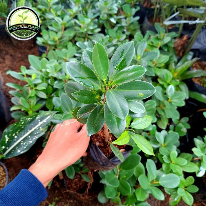 bibit bonsai beringin korea  - tanaman hias beringin korea mini