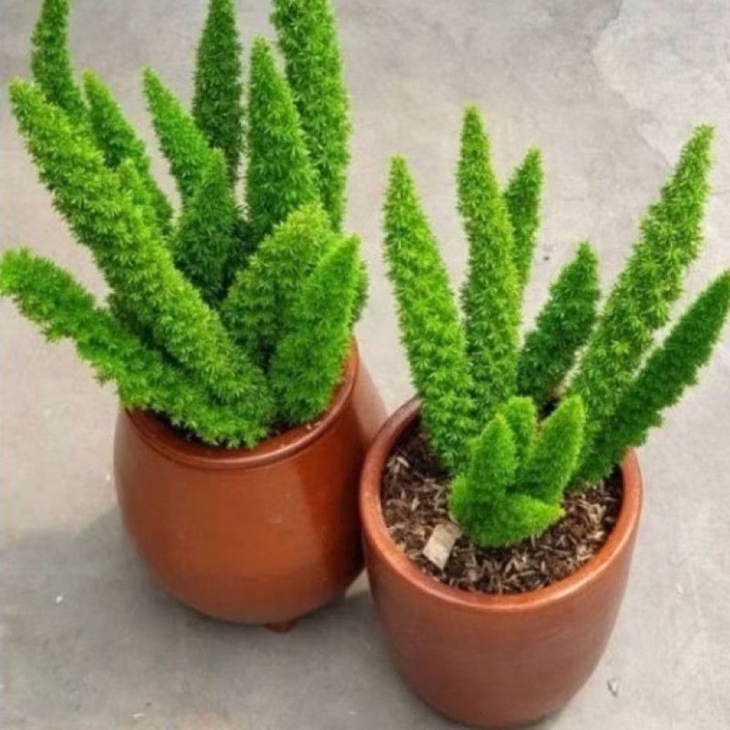 Tanaman Hias Cemara Ekor Tupay  / Tanaman Hidup Cemara Ekor Tupai / Pohon Cemara Tupay Bunga Hias Ek