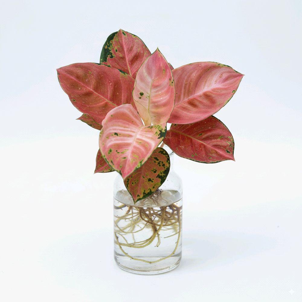 Bonggol Bibit Aglonema Ebony