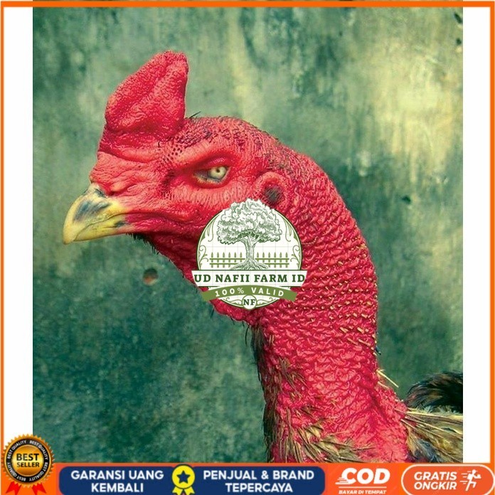 telur ayam petarung saigon fertil asli siap ditetaskan - ayam saigon