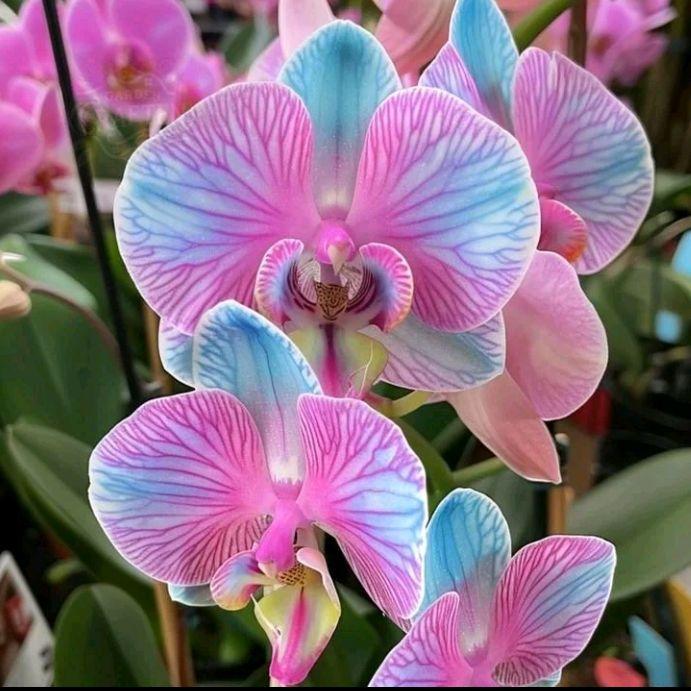 Anggrek Bulan Pasca Warna Dewasa Bunga Langka Tanaman Hidup Anggrek Bulan Pasca Warna dengan Warna P