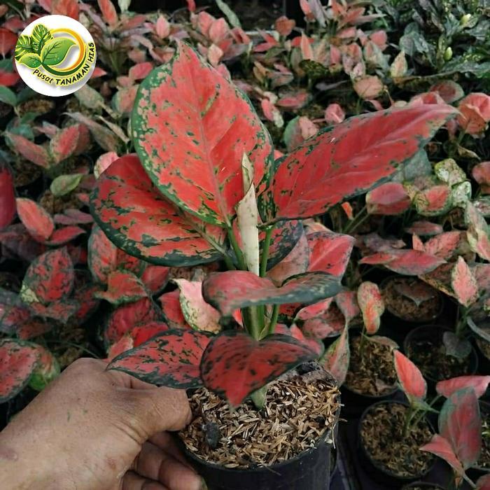 tanaman hias aglonema red anjamani pohon aglonema red anjamani size remaja