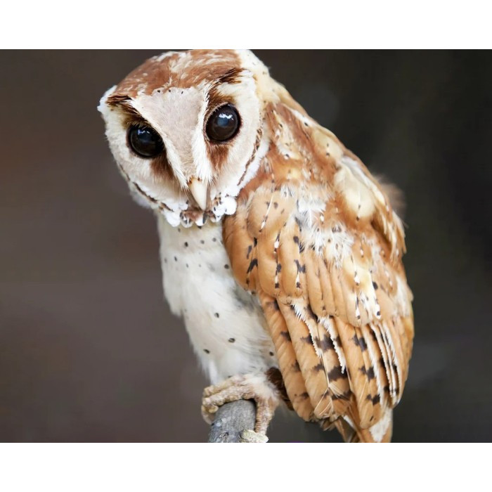 Burung Hantu Oriental Bay Owl / Obay