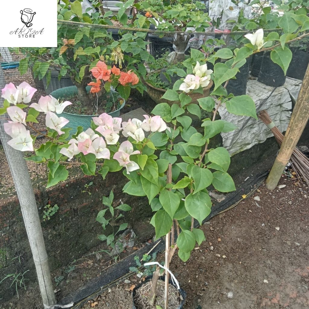 tanaman hias bougenville bengawan solo ori