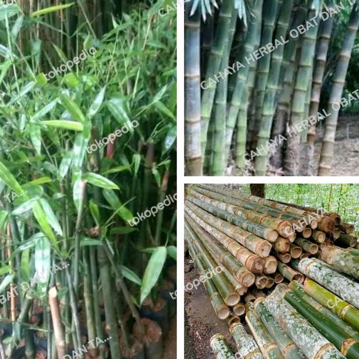 New Bibit Bambu Petung Bibit Tanaman Bambu Petung Asli