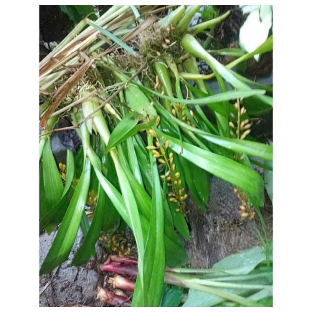 anggrek bunga kuning