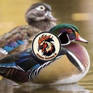 Telur bebek hias caroline duck fertil siap ditetaskan Langsung KURNIA PRATAMA ID