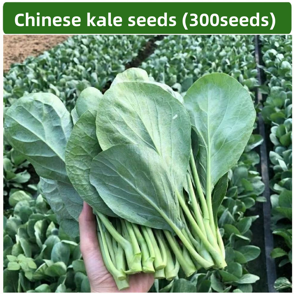 100seeds Chinese Kale seeds/ KALE Kailaan seeds /  rate