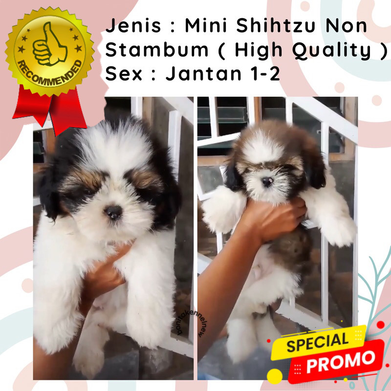 Anak Anjing Mini Shihtzu Non Stambum Shitzu