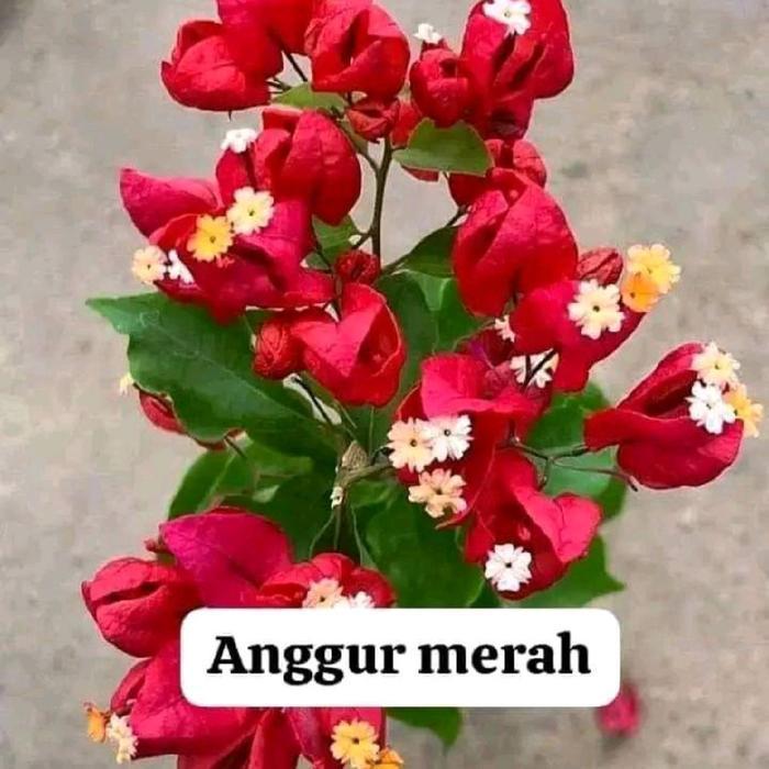 ANGGUR MERAH BOUGENVILLE IMPORT 100% ORIGINAL TERMURAH