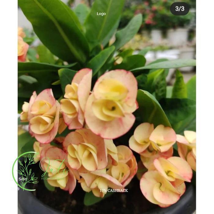 TANAMAN HIAS EUPHORBIA//EUPHORBIA YELLOW PINK - BUNGA HIAS EPORBIA - BUNGA HIAS HIDUP