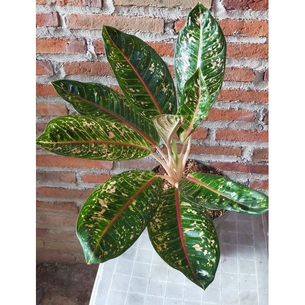 { BISA COD } TANAMAN HIAS AGLONEMA DONACARMEN - TANAMAN HIAS AGLONEMA