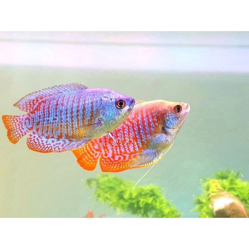 hiasan kolam dwarf gurame gourame gurami sepat alius 3-4 cm