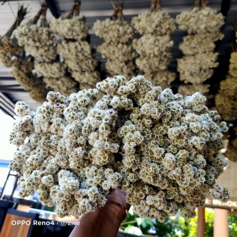 GROSIR TERMURAH BUNGA EDELWEIS lawub ISI 40-70 BATANG/TANGKAI