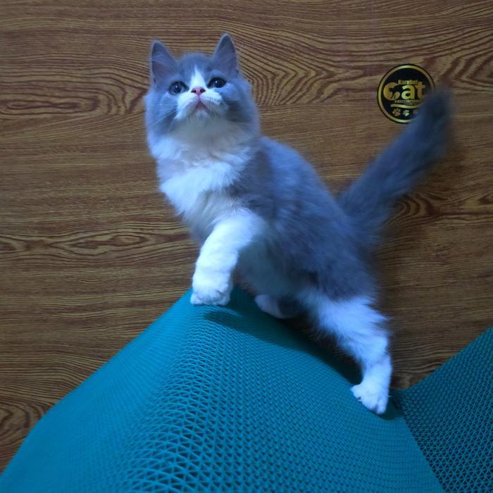 bicolor bsh mix kucing