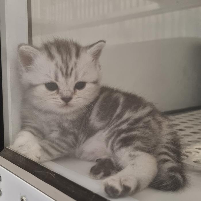 Kucing British Short Hair Tabby