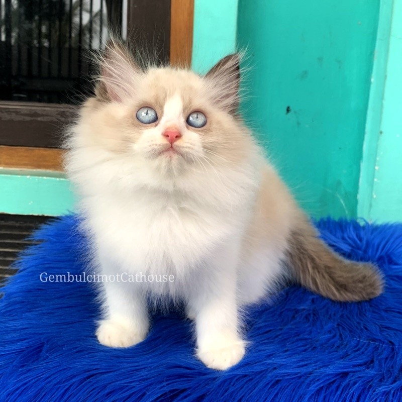Kucing Kitten Ragdoll Bicolour Simetris Corak Super Anakan Bulu Kapas