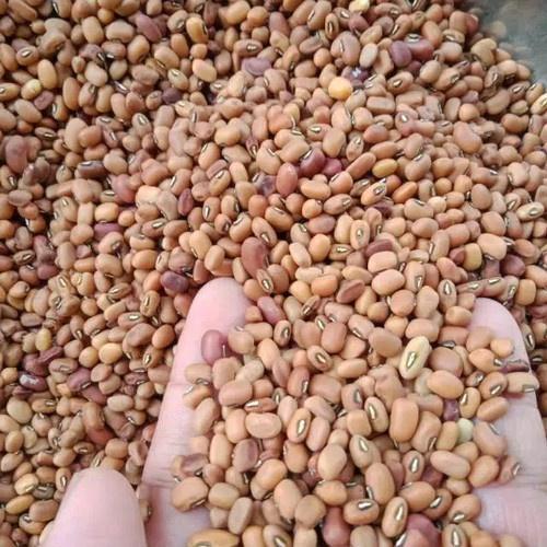 500 Gram Bibit Benih Kacang Dadap Merah /Tolo Tunggak