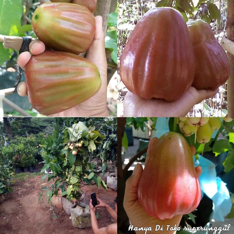 Bibit Jambu Air Kingrose Tanpa Biji Manis