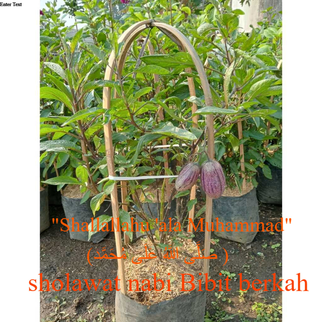 Bibit Tanaman Pepino Melon Berbuah Kuning