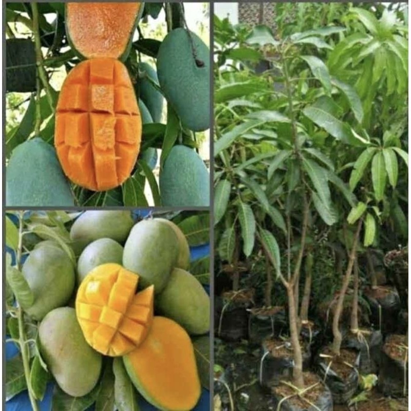 Bibit Tanaman Mangga Harum Manis SUPER Genjah hasil okulasi Bisa di tanam dalam pot dan cepat berbua