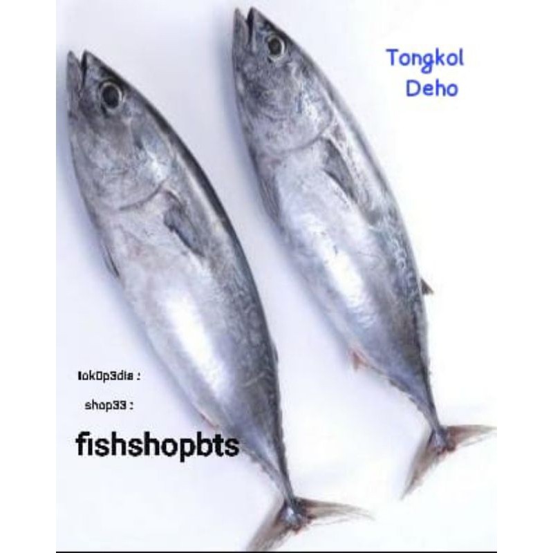 Ikan Tongkol Deho / Batik / Tongkol Lurik