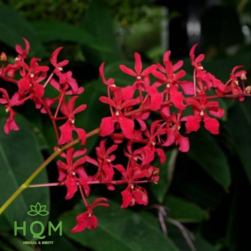 Bibit Tanaman Anggrek Renanthera Dewasa Siap Berbunga - Engolata