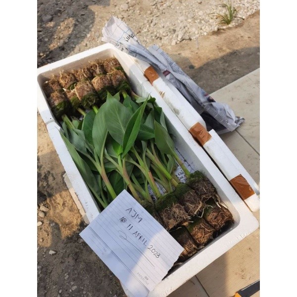 BIBIT PISANG KEPOK KUNING KULTUR JARINGAN