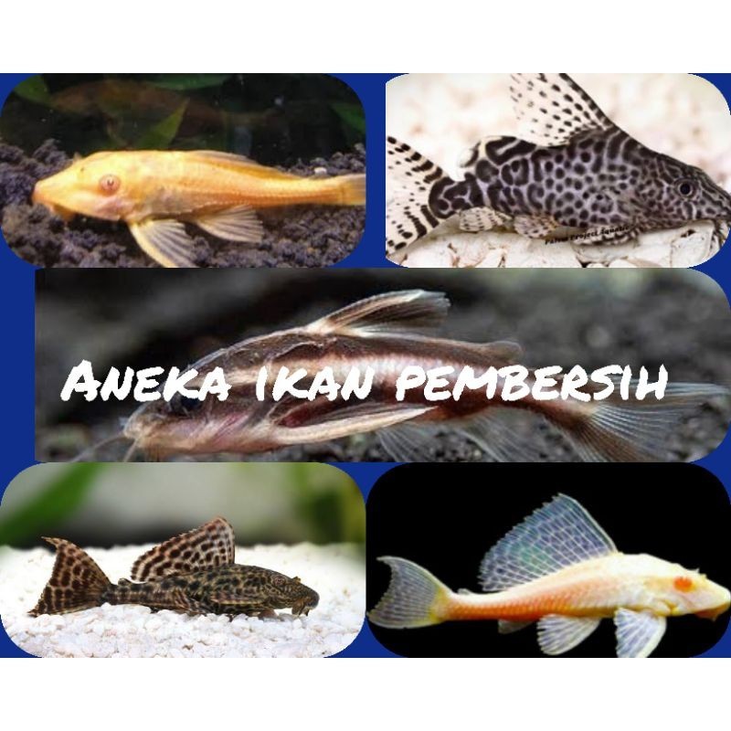 ikan pembersih sapu sapu (Pleco) GROSIR A1