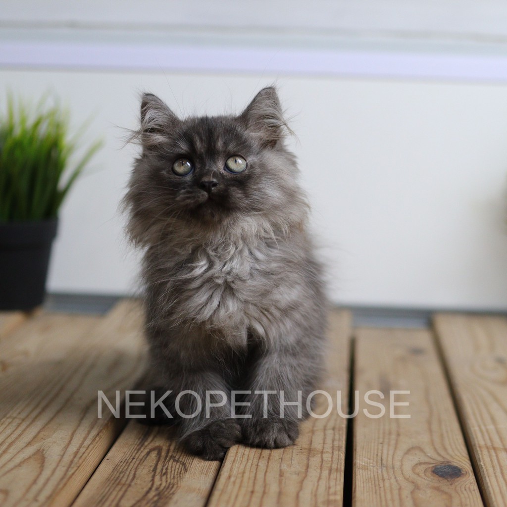Kucing Kitten Persia Black Smoke 2.5 Bulan