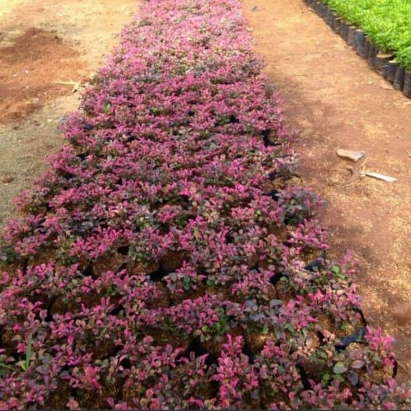 Krokot Merah Tanaman Hias Outdoor Dengan Bunga Kuncup