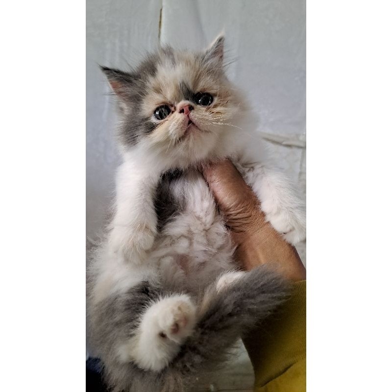 Anak kucing anggora/kitten persia peaknose/kitten persia flatnose/kucing persia betina/kucing belang