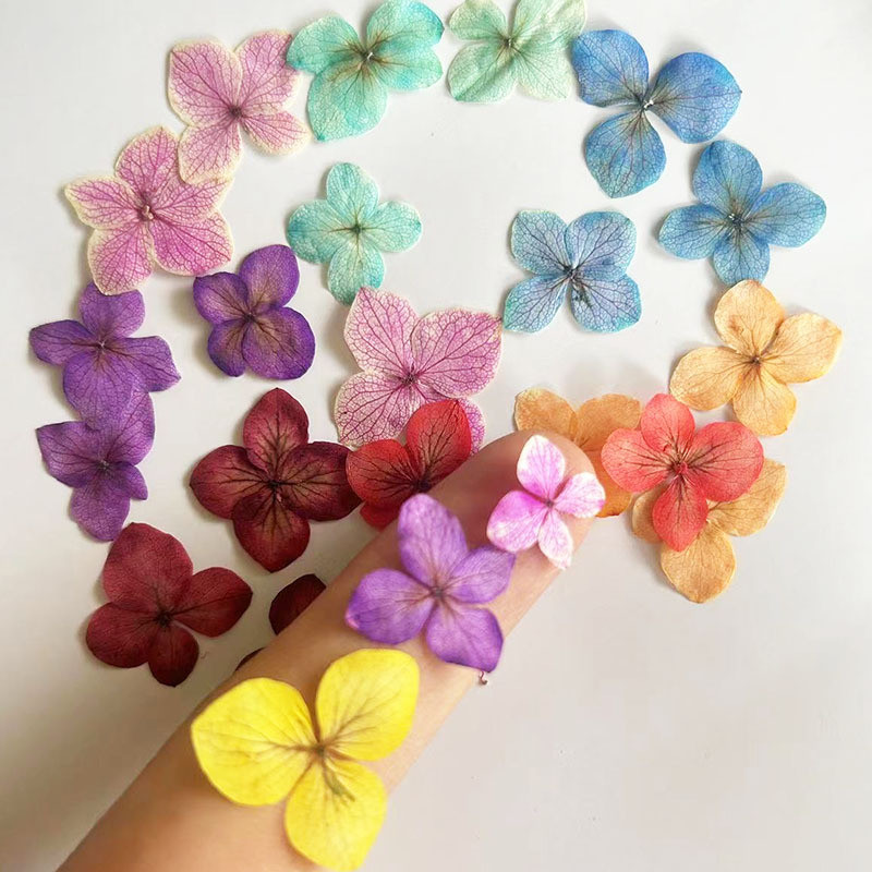 120 Anna Hydrangea Real Flowers, Pressed Flowers, Color-Absorbing Flowers, Resin Bookmark, Photo Fra